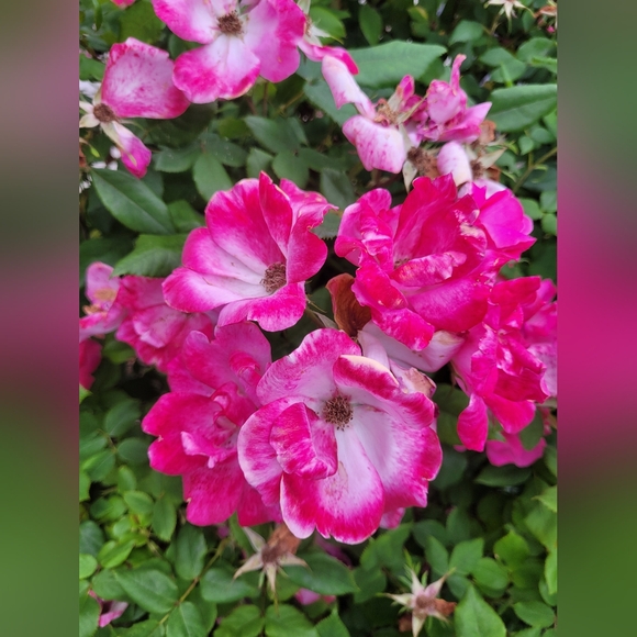 Meet your Poshers, Carolyn & Patricia - Picture 13 of 16